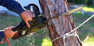 Best Arborist Consultation Services  in Lookout Mountain, TN