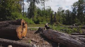 Best Stump Grinding and Removal  in Lookout Mountain, TN