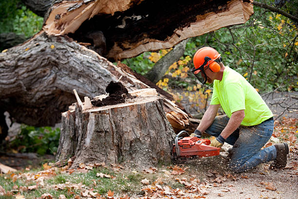 Best Seasonal Cleanup (Spring/Fall)  in Lookout Mountain, TN