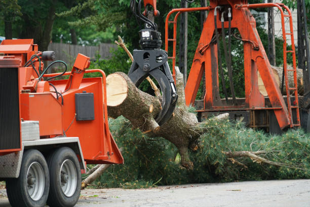 Best Tree and Shrub Care  in Lookout Mountain, TN