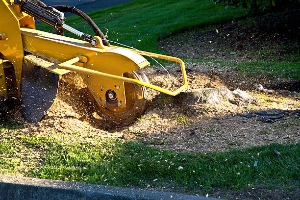 Lookout Mountain, TN Tree Removal Company