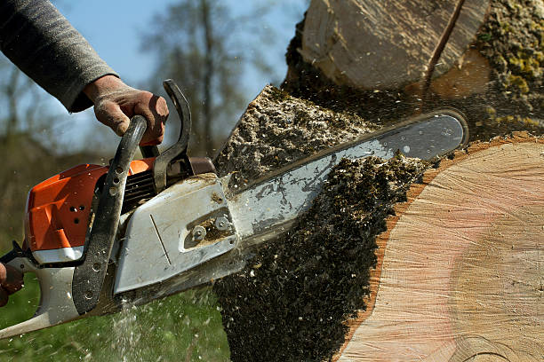 Lookout Mountain, TN Tree Removal Company